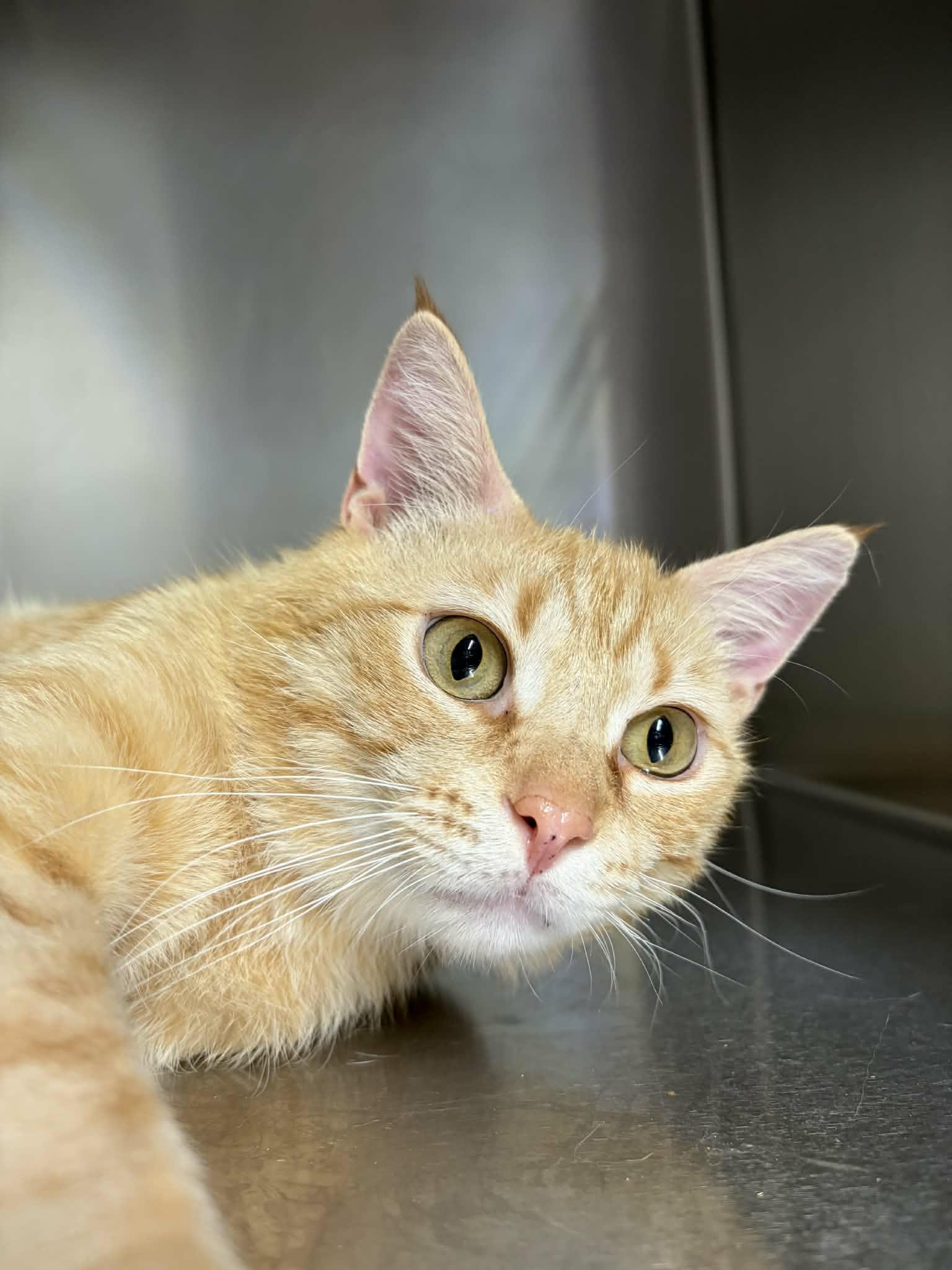 Jimbo, ADOPTABLE, Adult Male Domestic Short Hair.