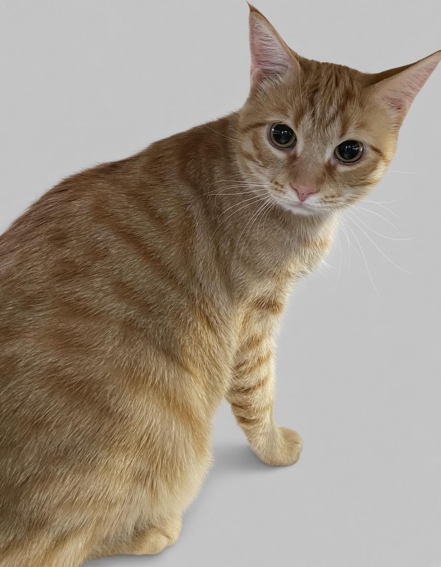 Enlarge Jimbo, a Adoptable Domestic Short Hair in Sanford, NC image 3/6
