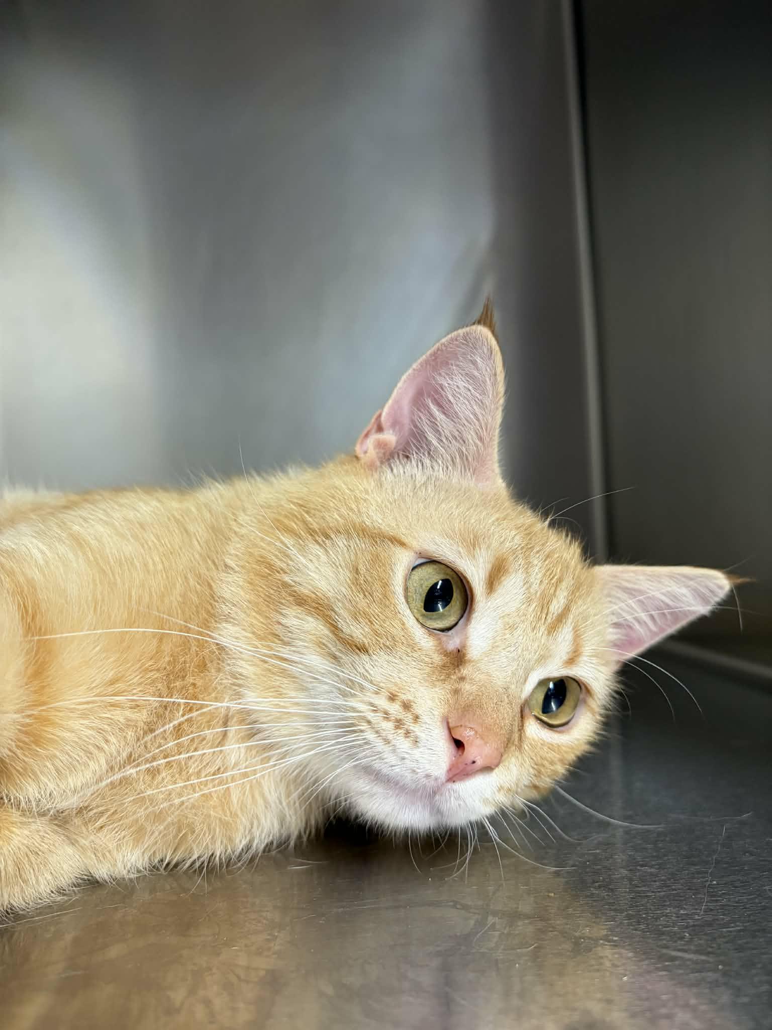 Enlarge Jimbo, a ADOPTABLE Domestic Short Hair in Sanford, NC image 2/2