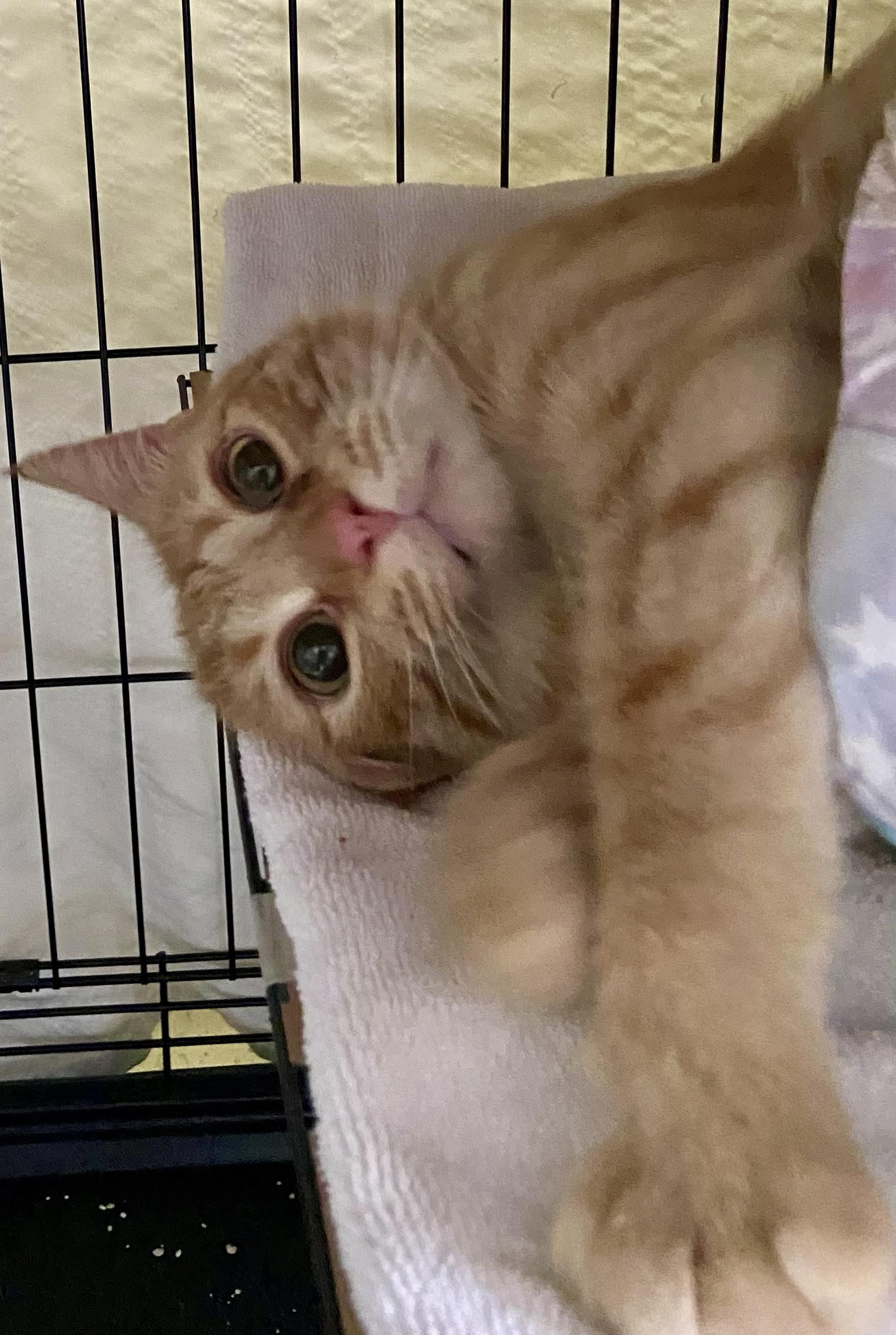 Enlarge Jimbo, a Adoptable Domestic Short Hair in Sanford, NC image 6/6