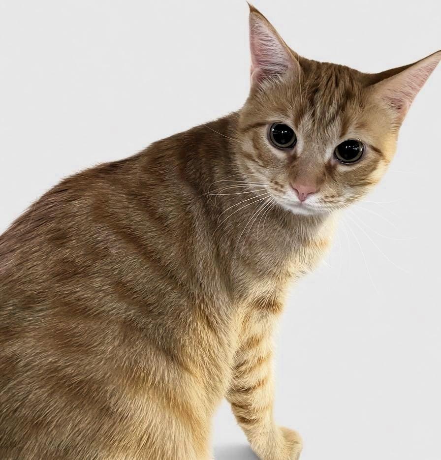 Jimbo, Adoptable, Adult Male Domestic Short Hair.