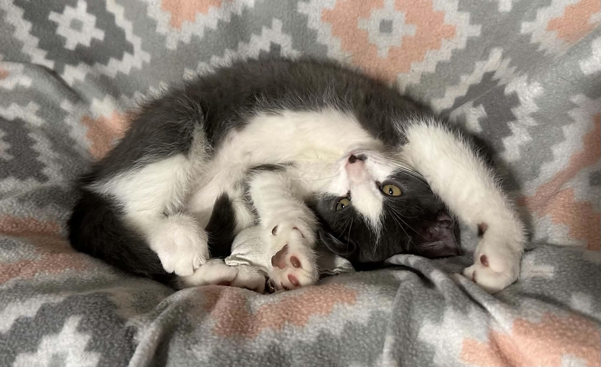 Enlarge Liam, a ADOPTABLE Domestic Medium Hair in Kent, OH image 2/4