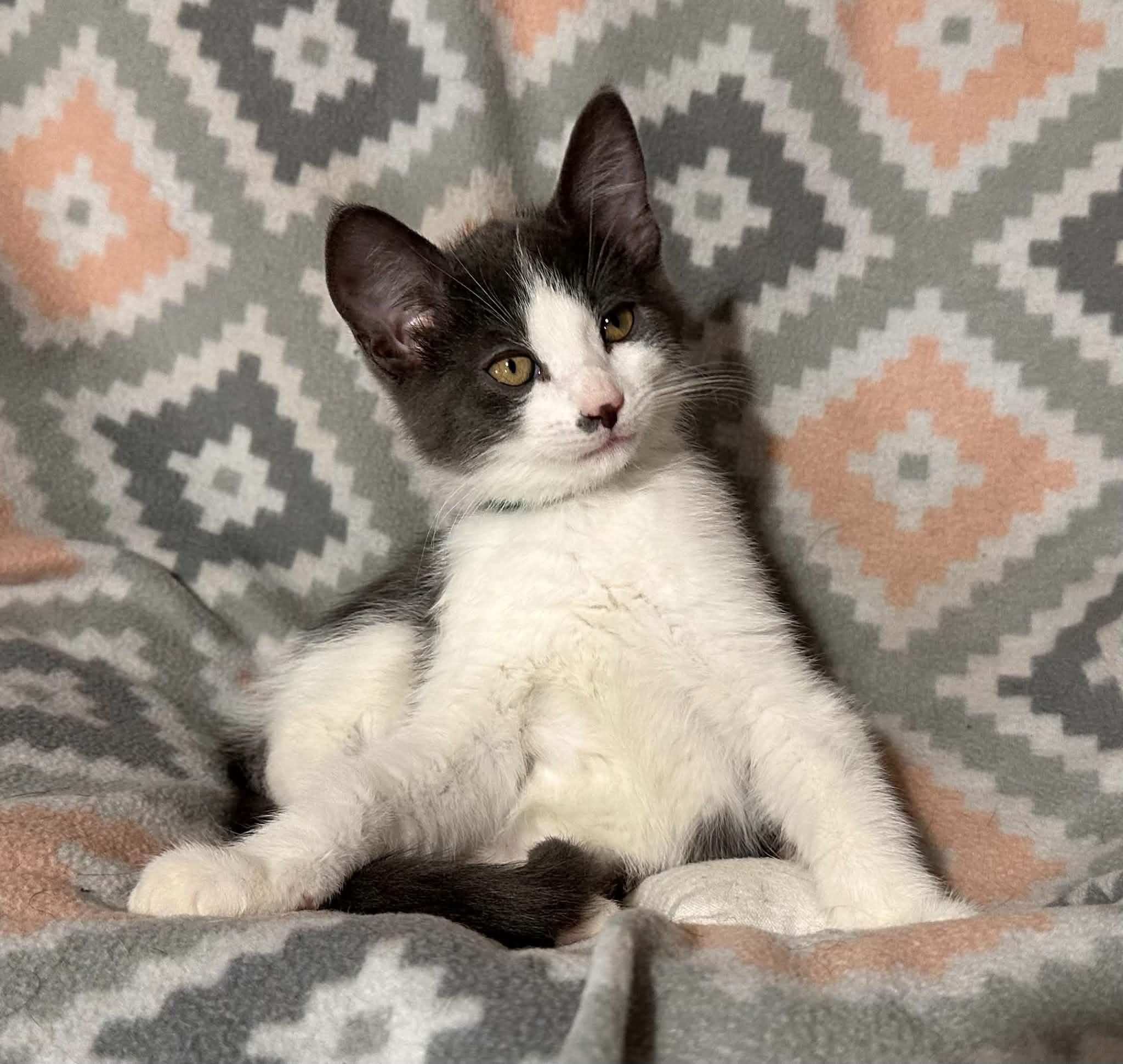 Enlarge Liam, a ADOPTABLE Domestic Medium Hair in Kent, OH image 3/4