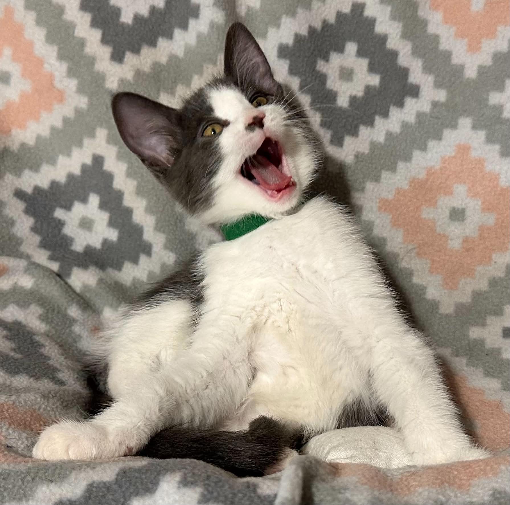 Enlarge Liam, a ADOPTABLE Domestic Medium Hair in Kent, OH image 4/4