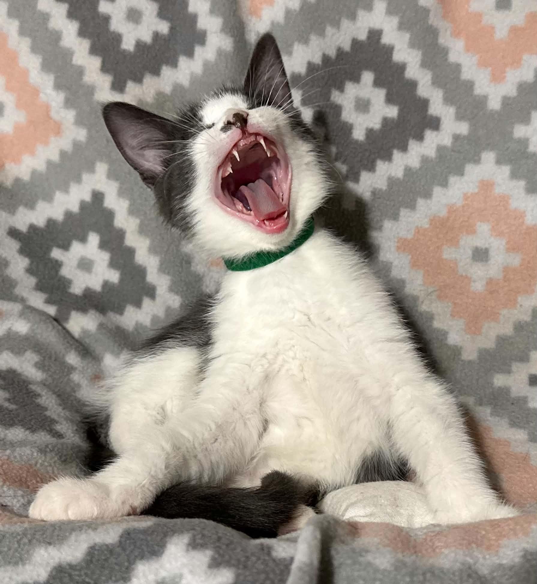 Enlarge Liam, a ADOPTABLE Domestic Medium Hair in Kent, OH image 1/4