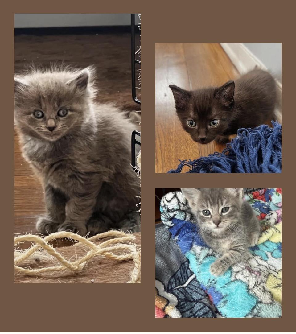 Enlarge David Beckham, an adopted Domestic Long Hair in Syosset, NY image 3/5