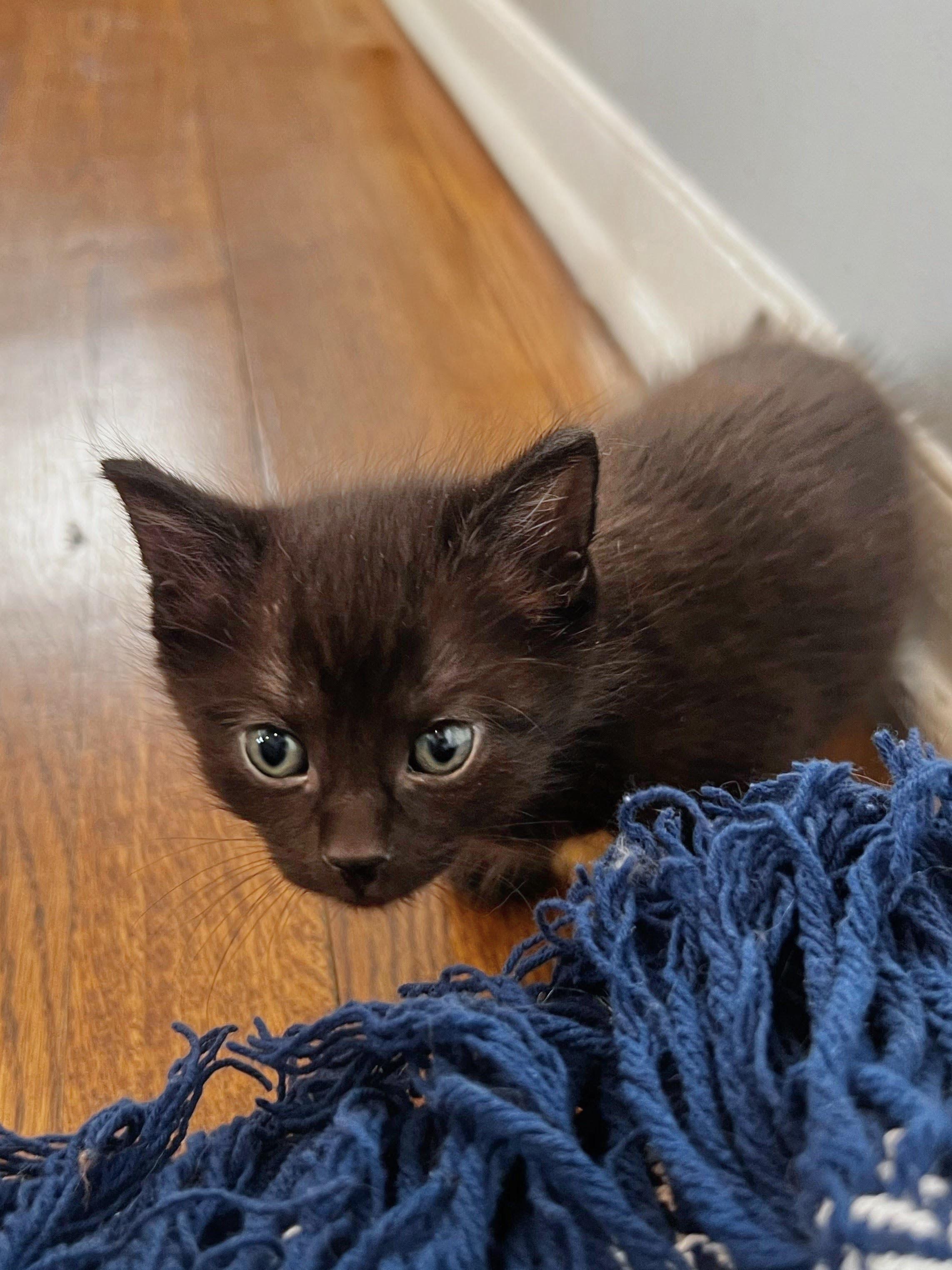 David Beckham, adopted, Kitten Male Domestic Long Hair.