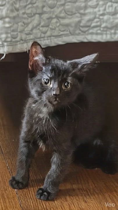 Enlarge David Beckham, an adopted Domestic Long Hair in Syosset, NY video 2/5