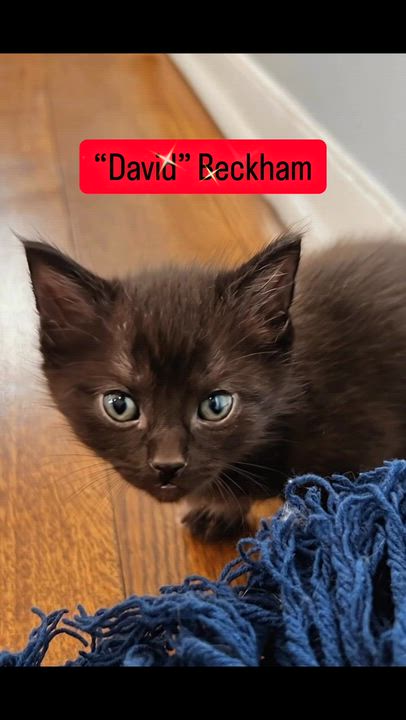 Enlarge David Beckham, an adopted Domestic Long Hair in Syosset, NY video 4/5