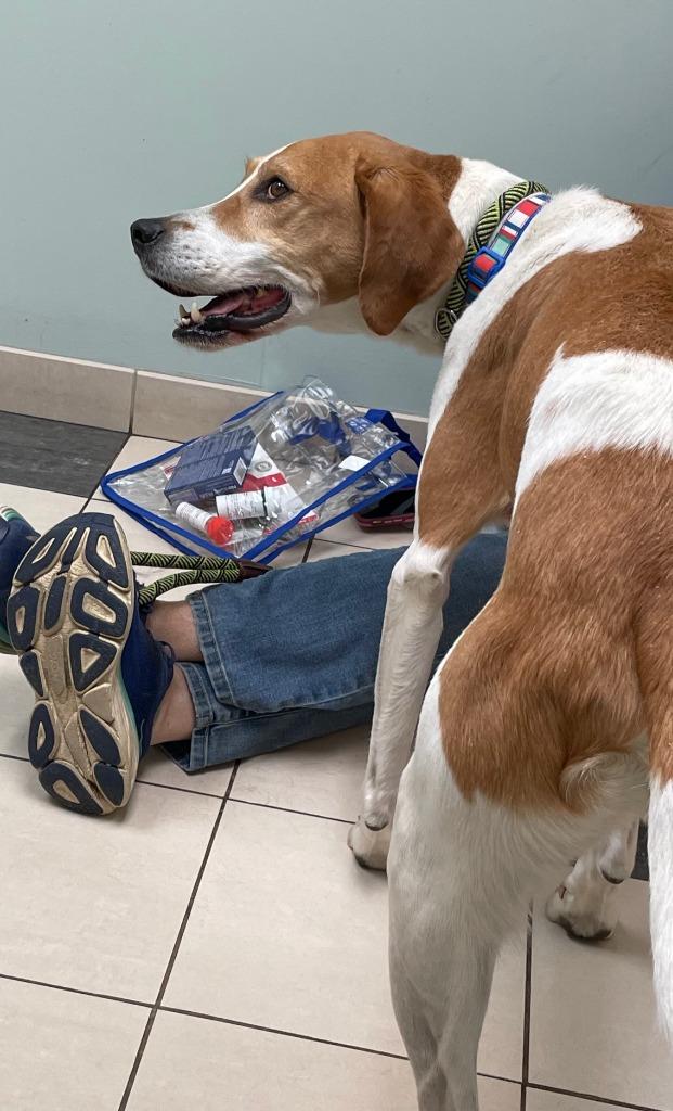 Boomer, Adoptable, Adult Male Hound.
