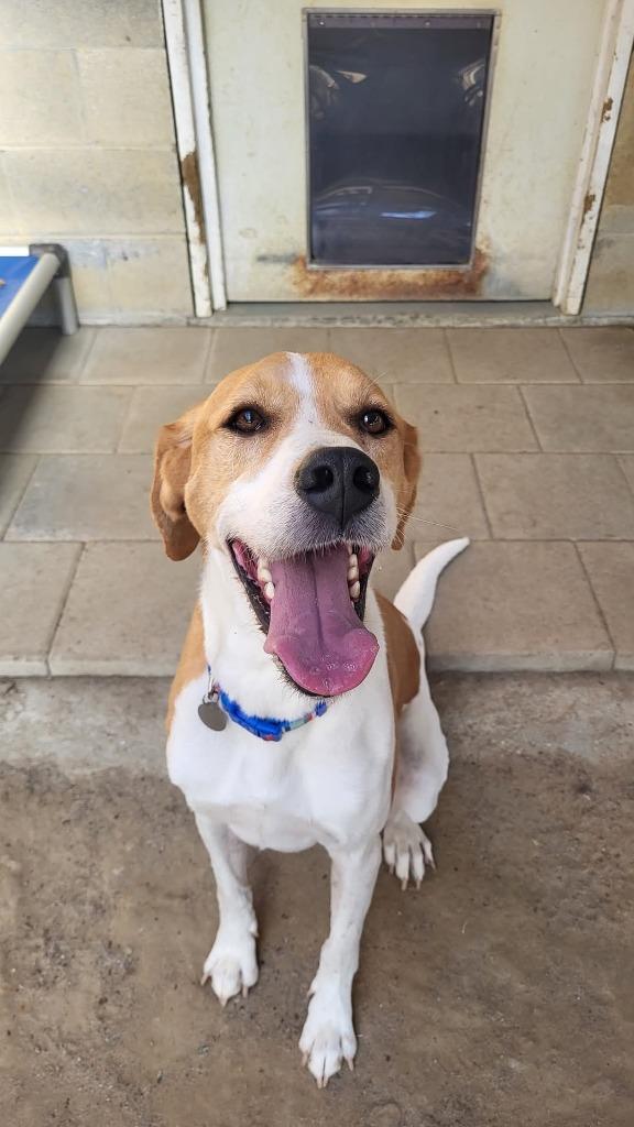 Enlarge Boomer, a Adoptable Hound in Hampton, VA image 2/3