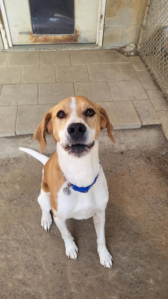 Enlarge Boomer, a Adoptable Hound in Hampton, VA image 3/3