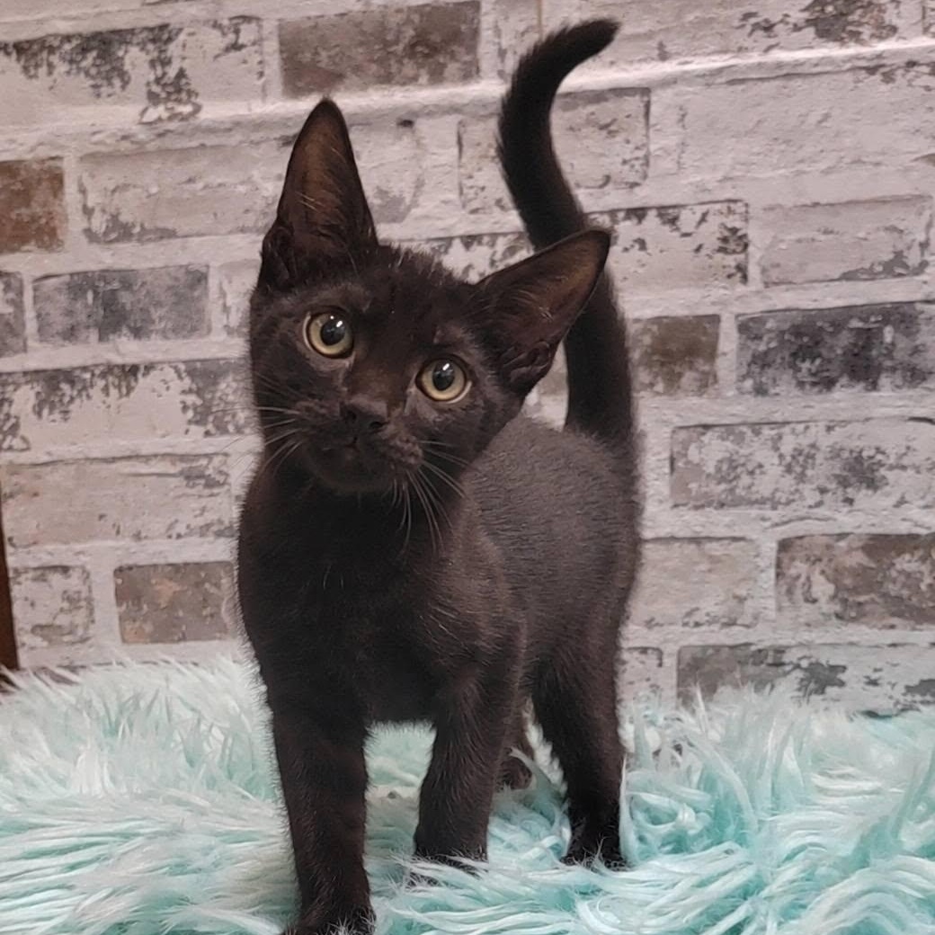 Enlarge Bounty, a Adoptable Domestic Short Hair in Queen Creek, AZ image 2/4
