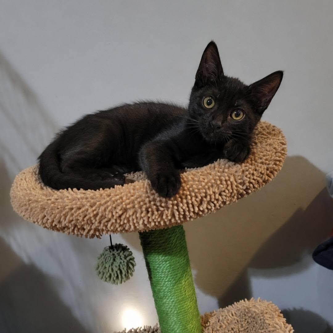 Enlarge Bounty, a Adoptable Domestic Short Hair in Queen Creek, AZ image 3/4