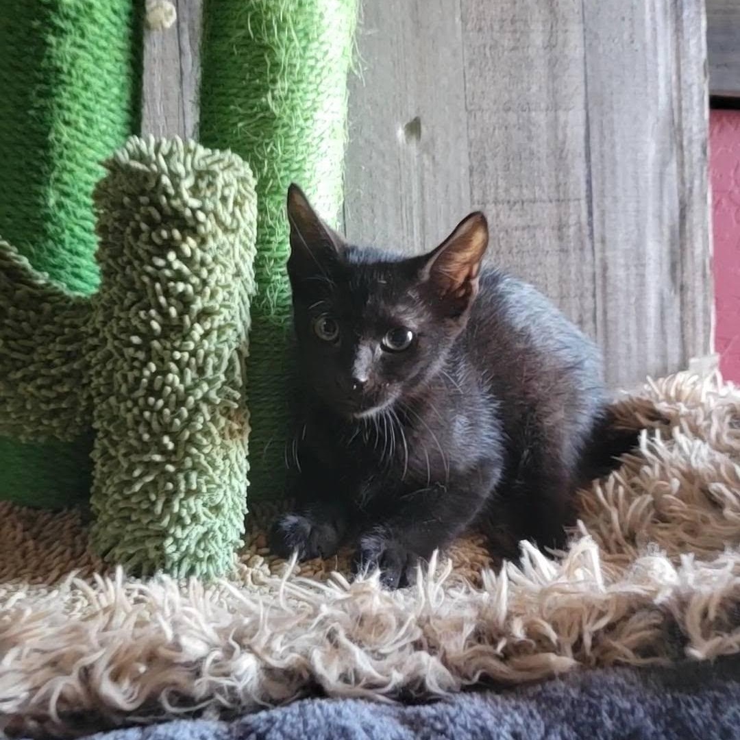 Enlarge Bounty, a Adoptable Domestic Short Hair in Queen Creek, AZ image 4/4