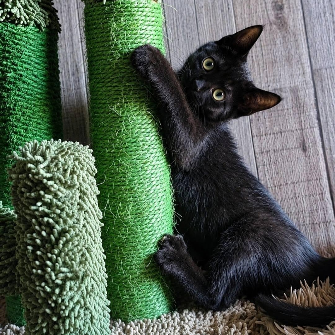 Bounty, Adoptable, Kitten Male Domestic Short Hair.