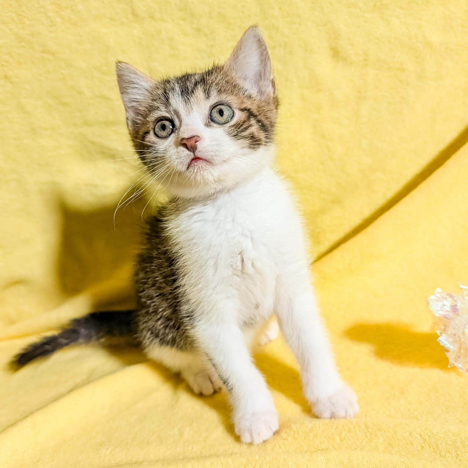 Enlarge Ms. Rachel, a Adoptable Domestic Short Hair in Beloit, WI image 1/1