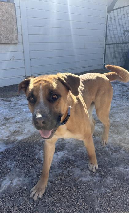 Enlarge Brownie, a Adoptable mixed breed in Divide, CO image 1/3