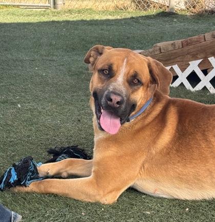 Enlarge Brownie, a Adoptable mixed breed in Divide, CO image 2/3