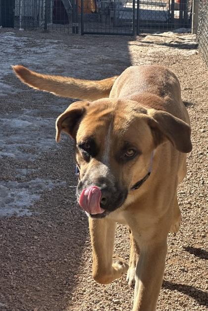 Enlarge Brownie, a Adoptable mixed breed in Divide, CO image 3/3