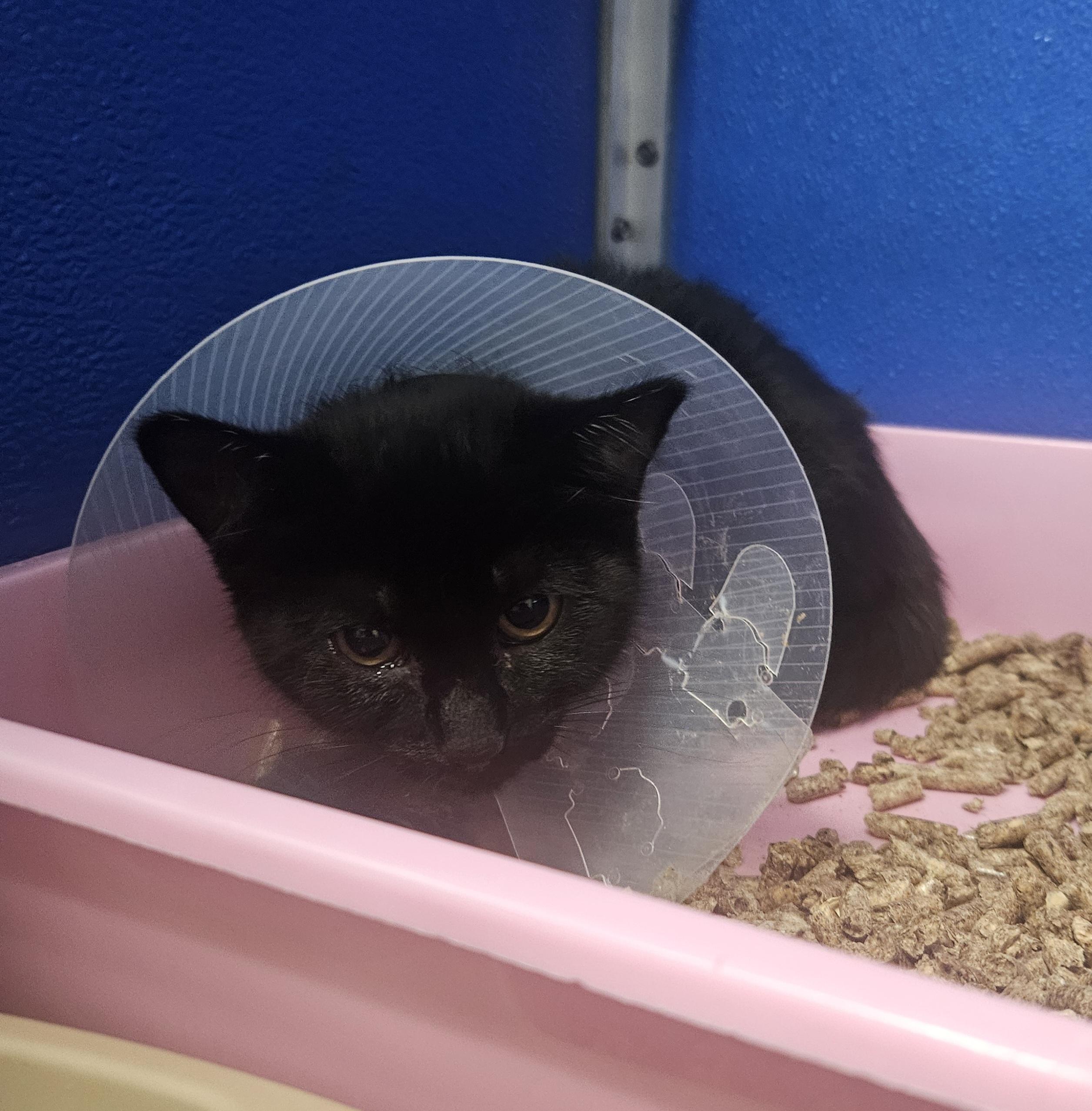 Belle, ADOPTABLE, Kitten Female Domestic Short Hair.