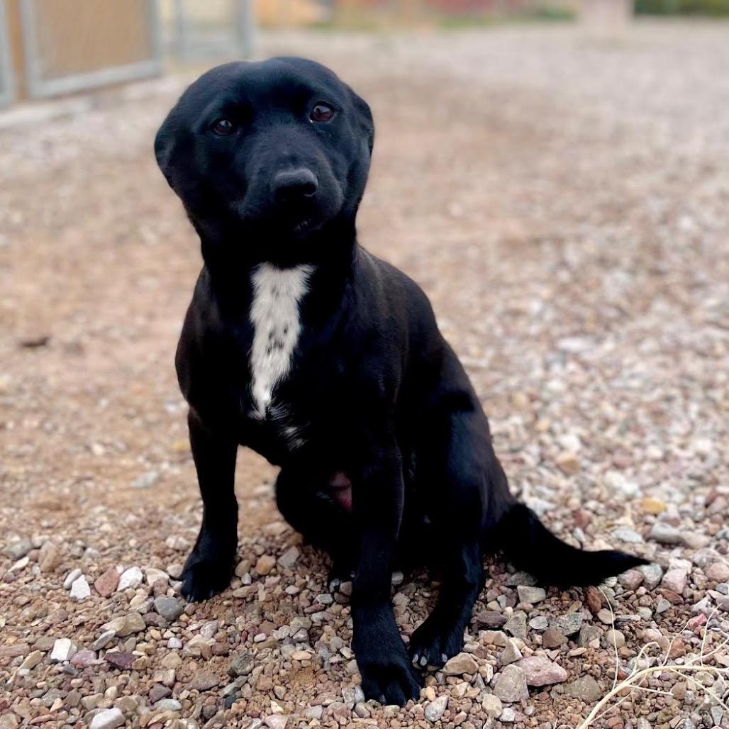 Tea Cup, Adoptable, Puppy Female Black Labrador Retriever & Beagle.