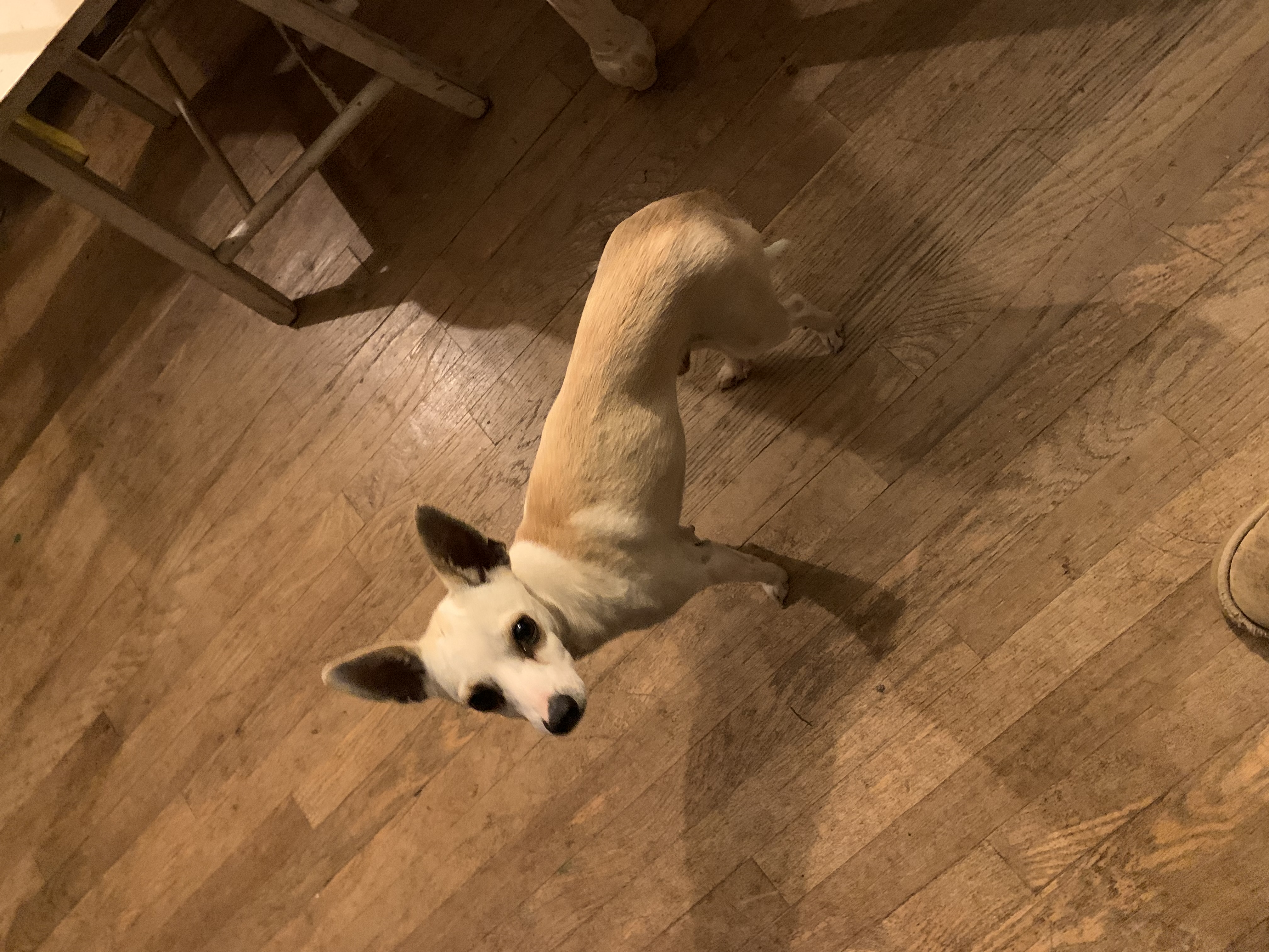 Enlarge Napoleon Dynamite, a Adoptable mixed breed in Johnson City, TX image 3/4