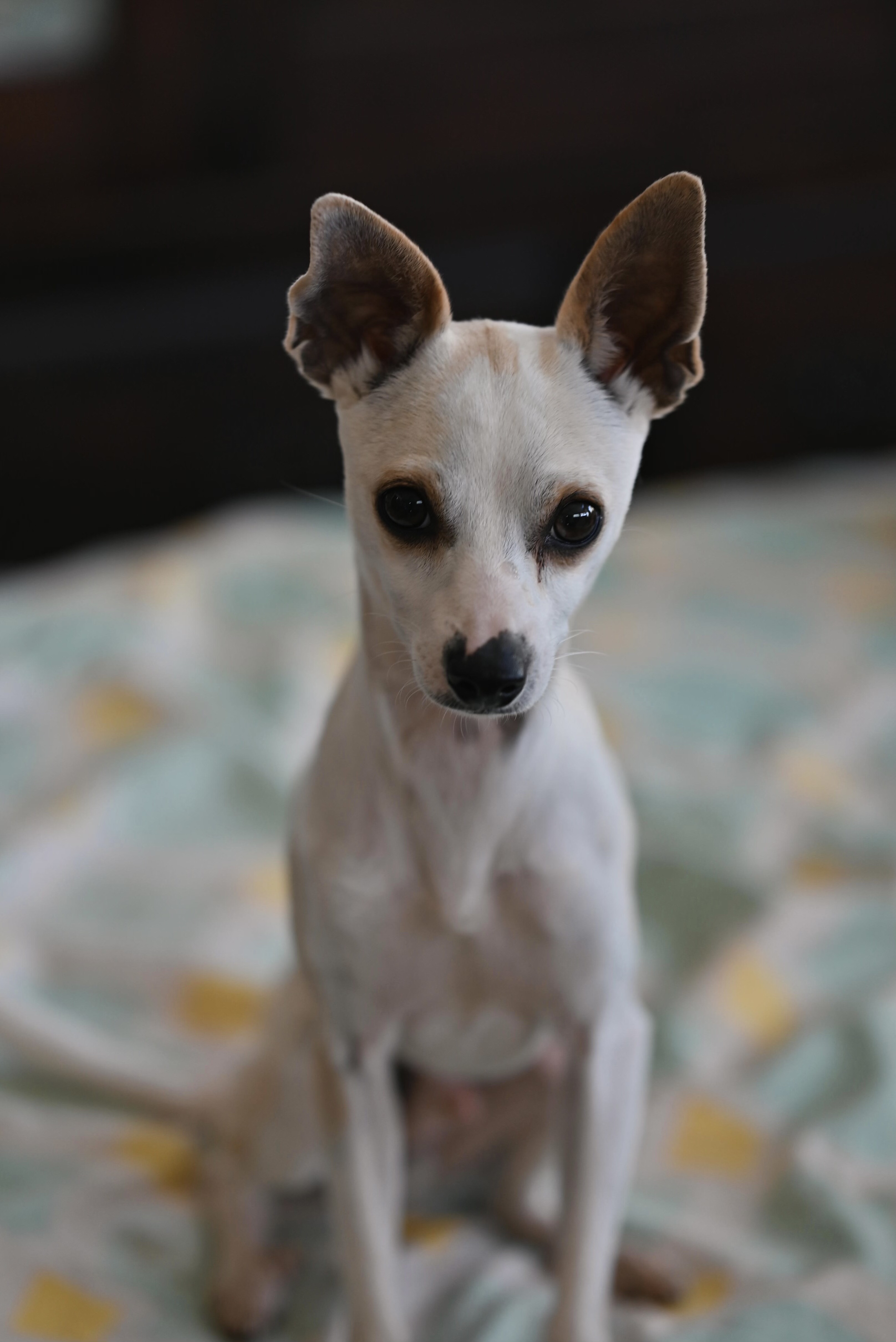 Napoleon Dynamite, Adoptable, Adult Male Italian Greyhound & Chihuahua.