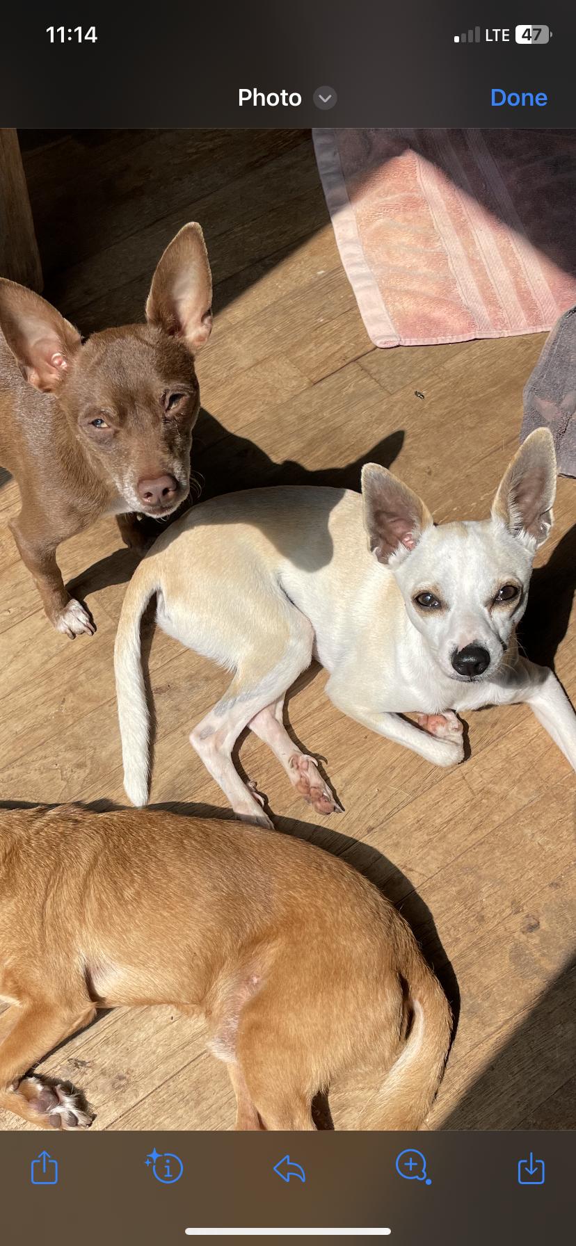 Enlarge Napoleon Dynamite, a Adoptable mixed breed in Johnson City, TX image 4/4