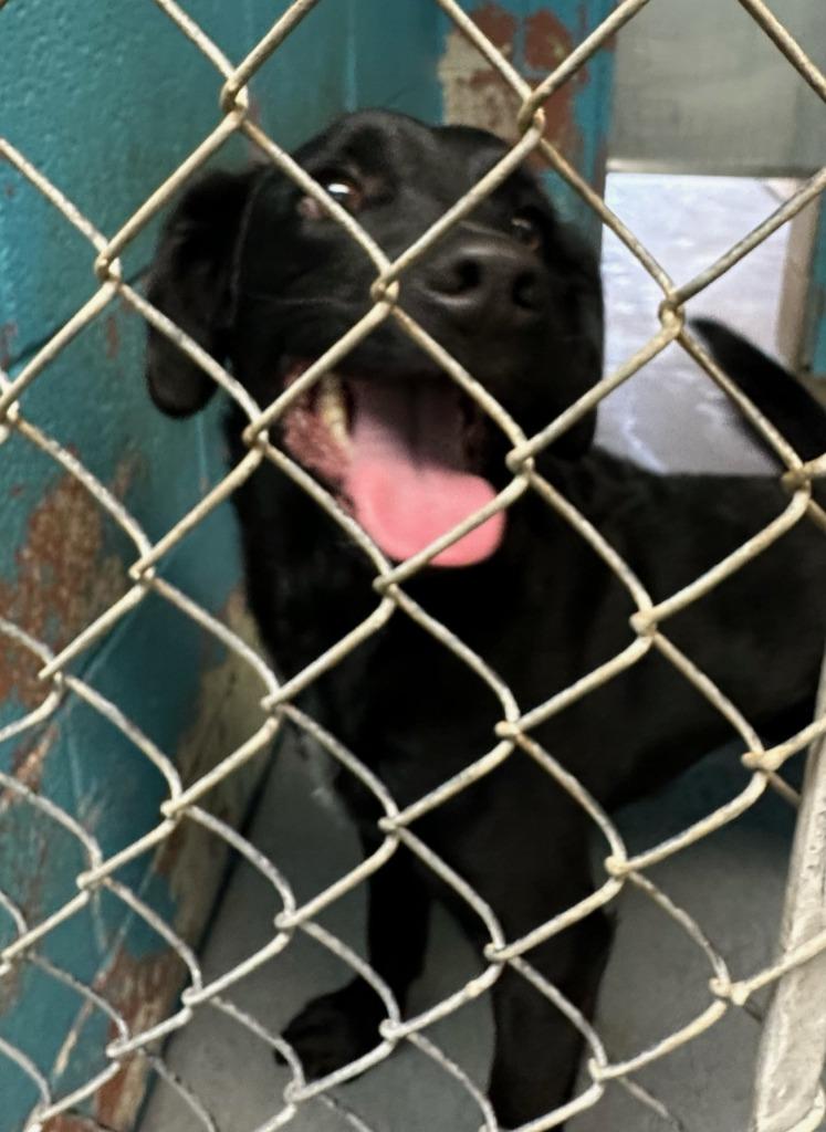 Louie, Adoptable, Young Male Labrador Retriever & Mixed Breed.
