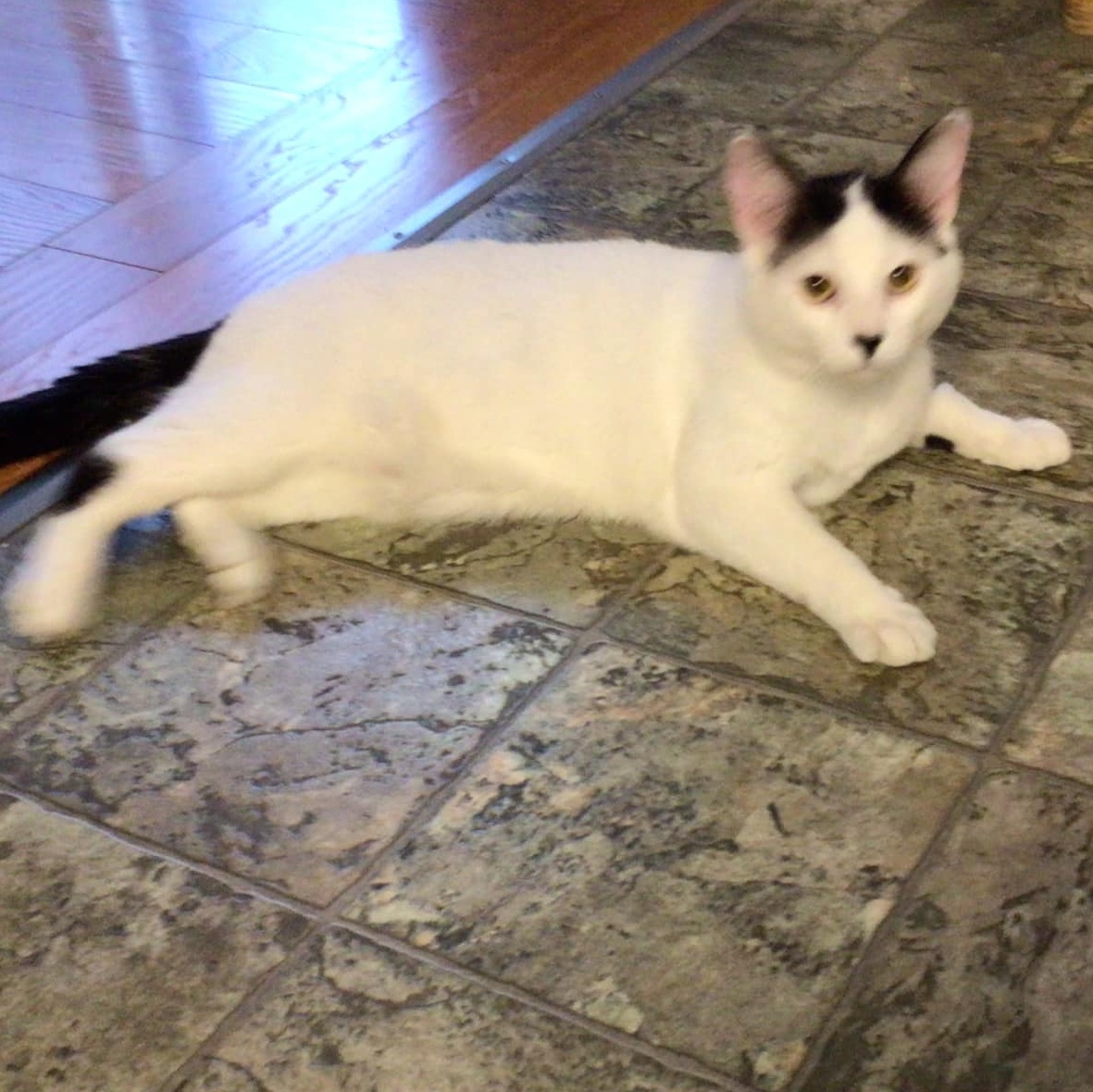 Enlarge Dash - An Affectionate Guy!, a other Domestic Short Hair in Hamilton, ON image 6/6