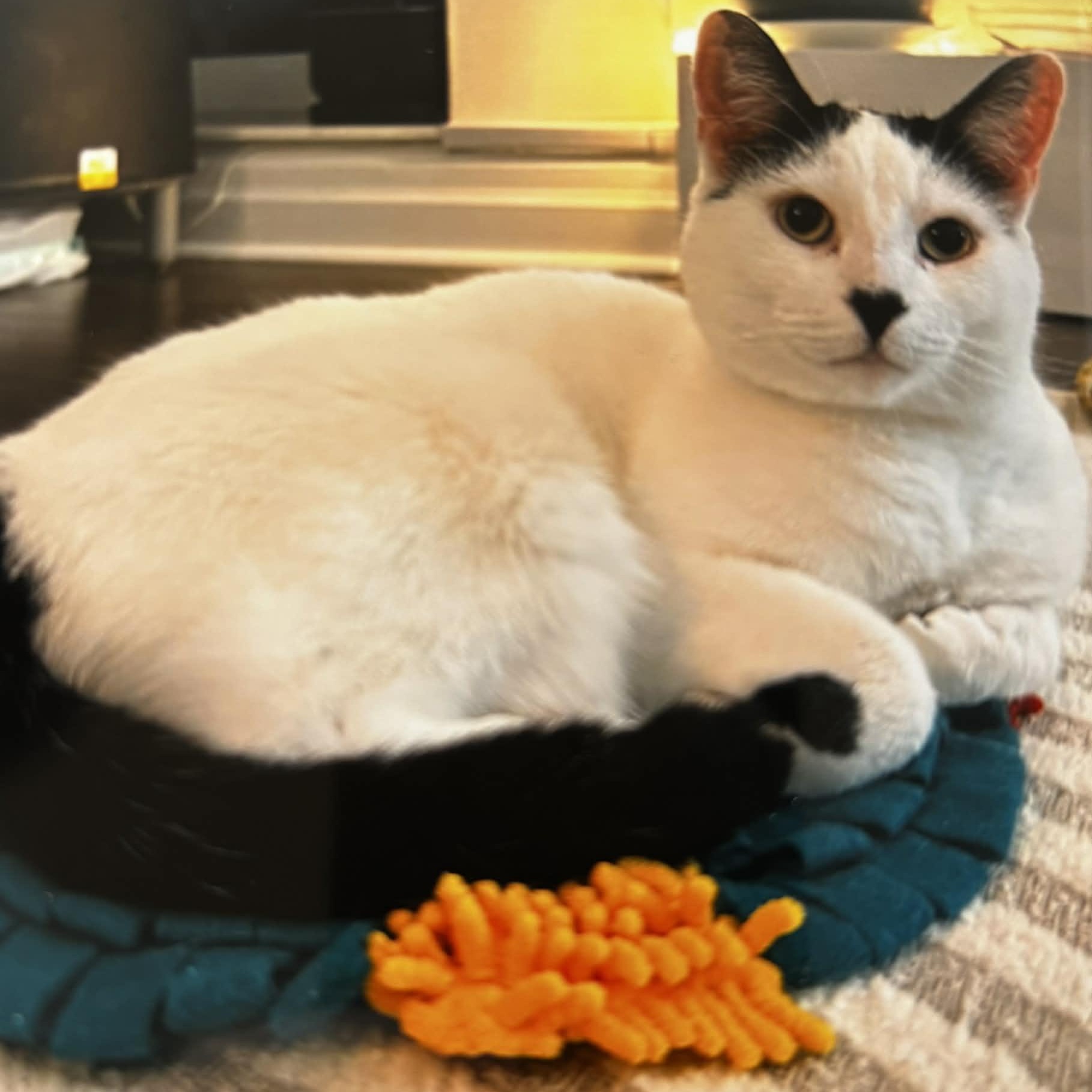 Dash - An Affectionate Guy!, adoptable, Adult Male Domestic Short Hair.