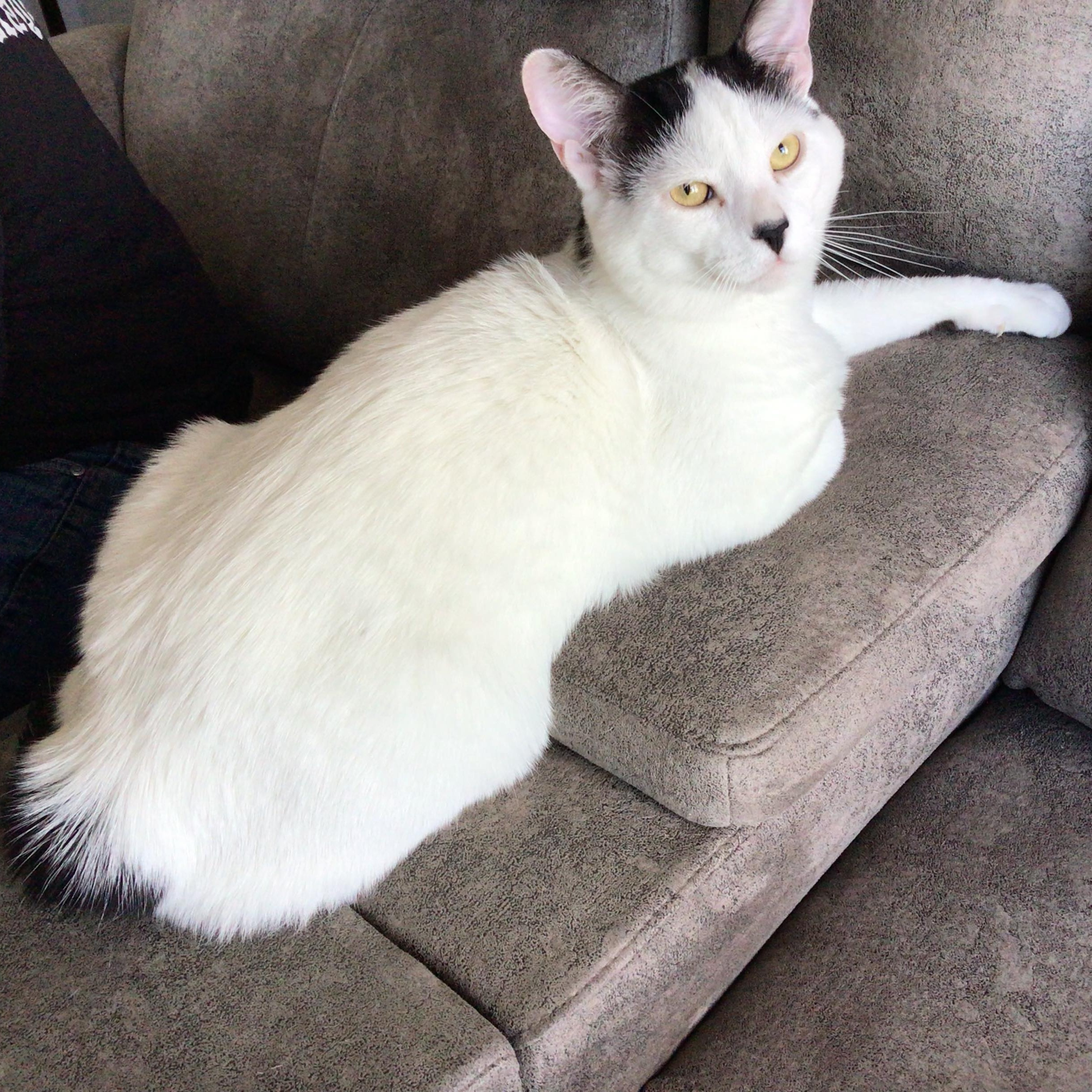 Enlarge Dash - An Affectionate Guy!, a other Domestic Short Hair in Hamilton, ON image 5/6