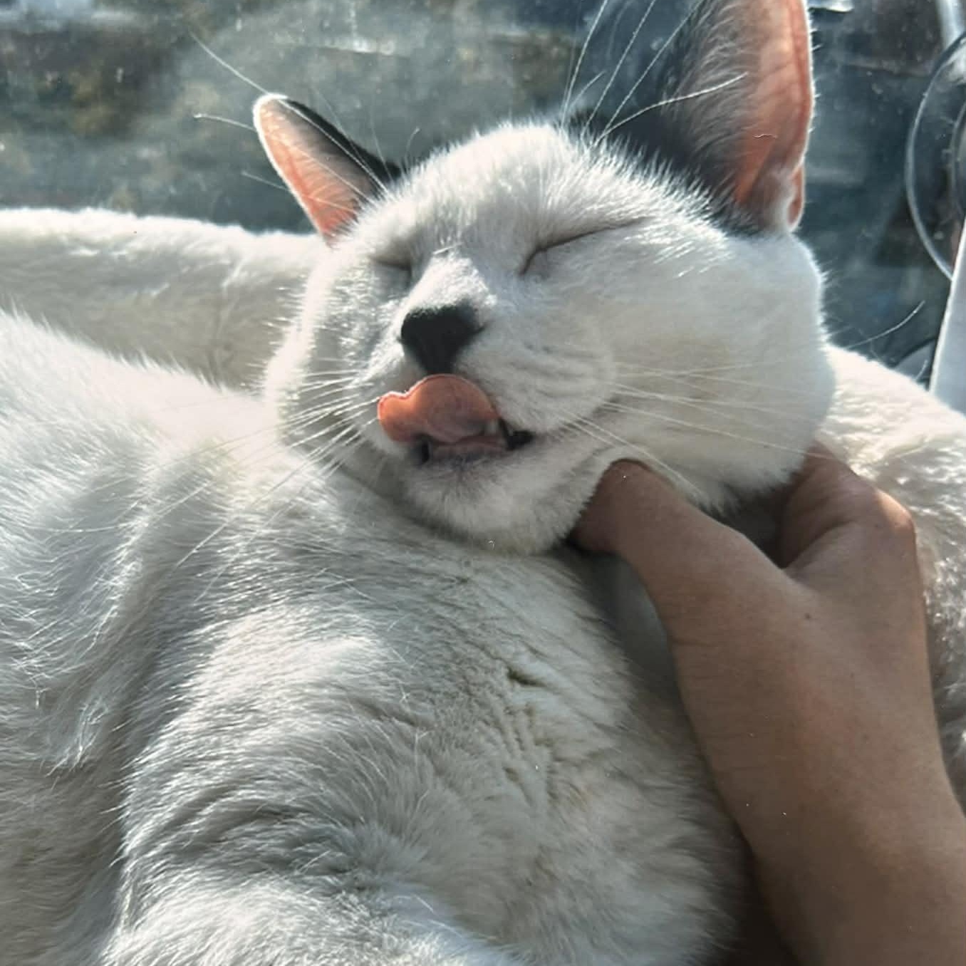 Enlarge Dash - An Affectionate Guy!, a other Domestic Short Hair in Hamilton, ON image 4/6