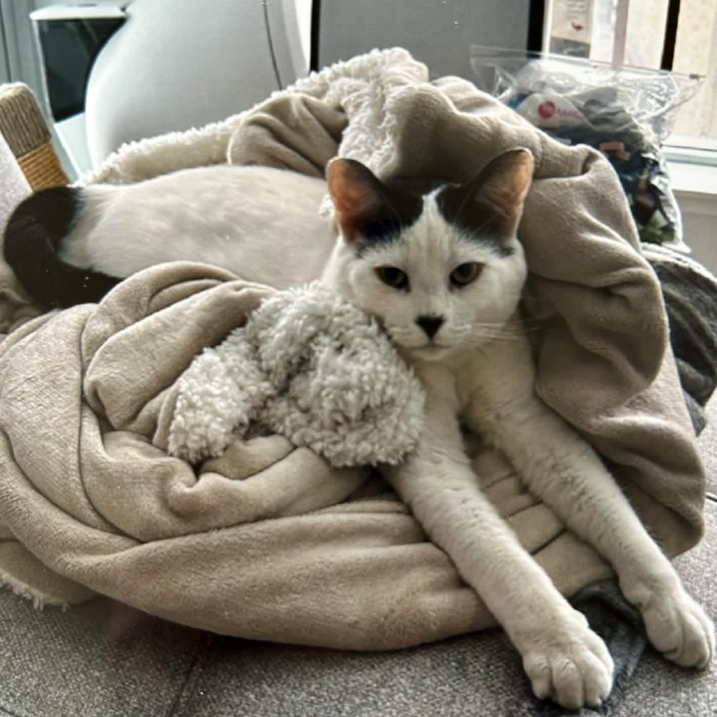 Enlarge Dash - An Affectionate Guy!, a other Domestic Short Hair in Hamilton, ON image 3/6