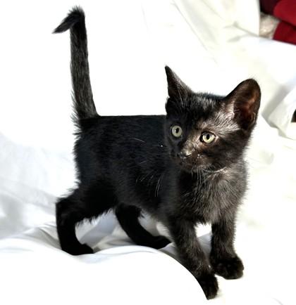 Matcha, Adoptable, Kitten Female Domestic Short Hair & Domestic Short Hair.