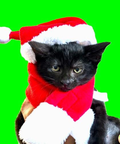 Enlarge Matcha, a Adoptable mixed breed in Pleasanton, CA image 2/3