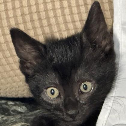 Enlarge Matcha, a Adoptable mixed breed in Pleasanton, CA image 3/3