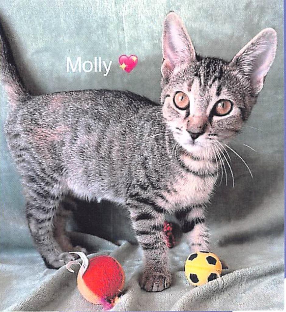 Molly, Adoptable, Young Female Domestic Short Hair.