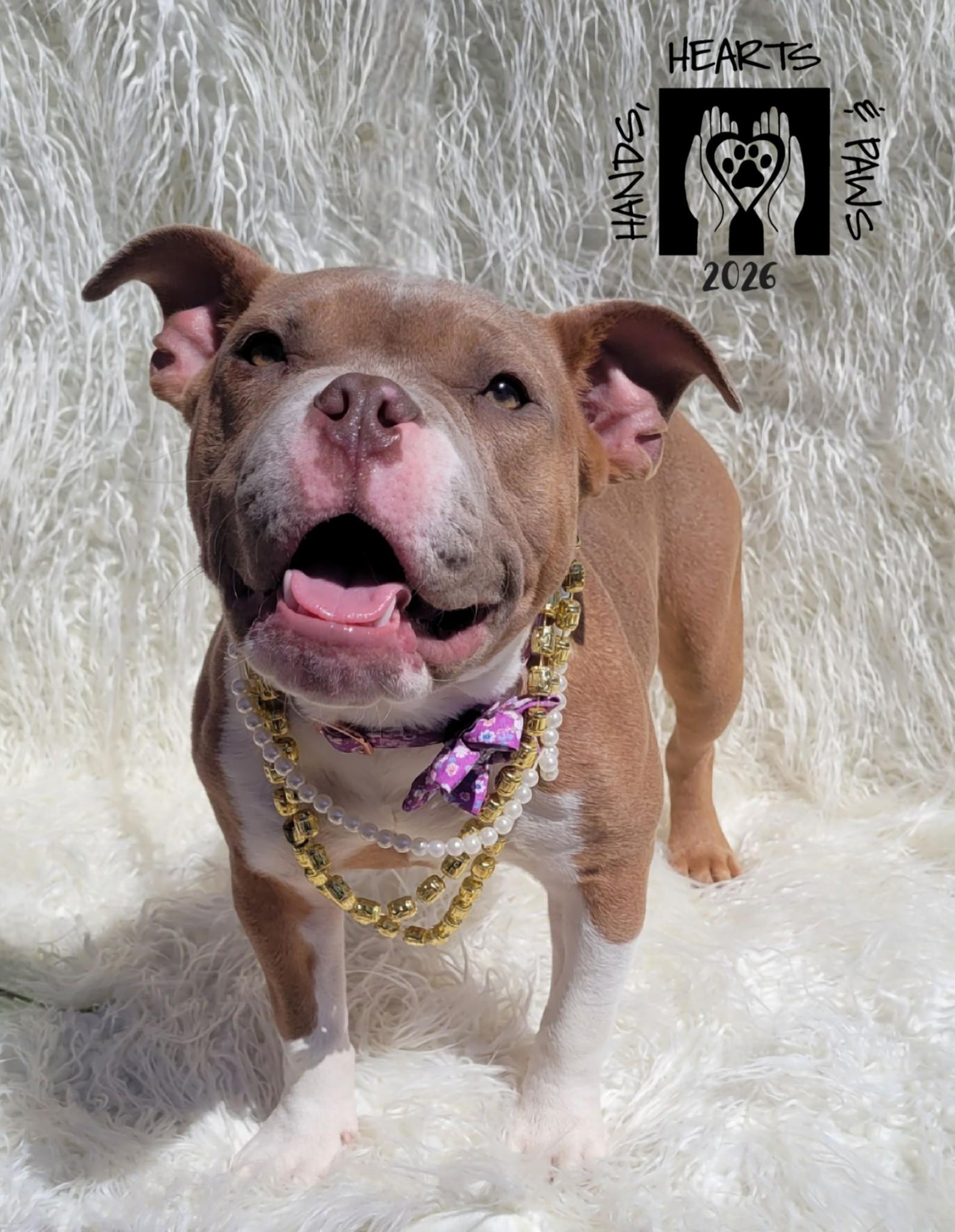 Miss Piggy, Adoptable, Puppy Female French Bulldog & Pit Bull Terrier.