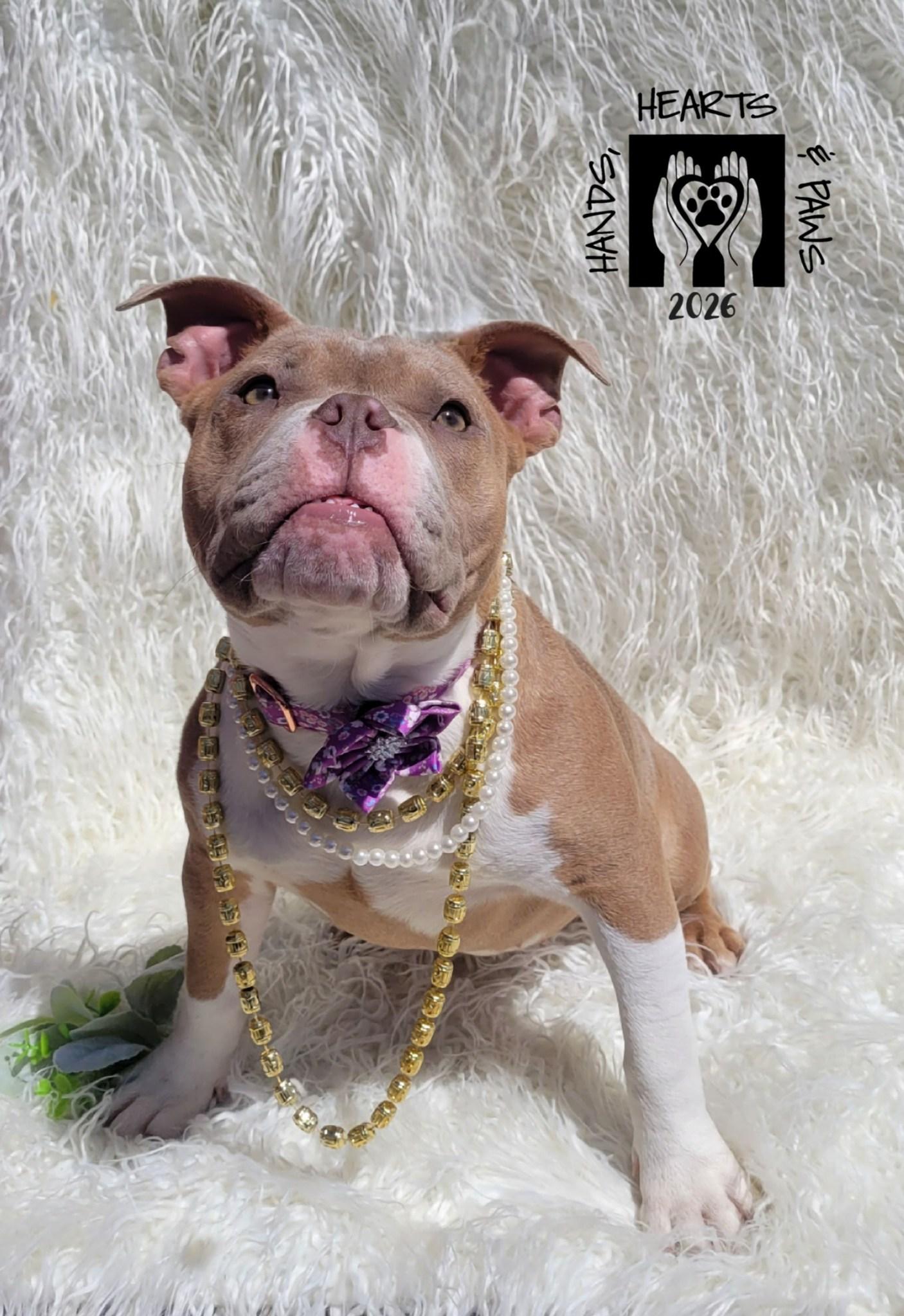 Enlarge Miss Piggy, a Adoptable mixed breed in Omaha, NE image 5/5
