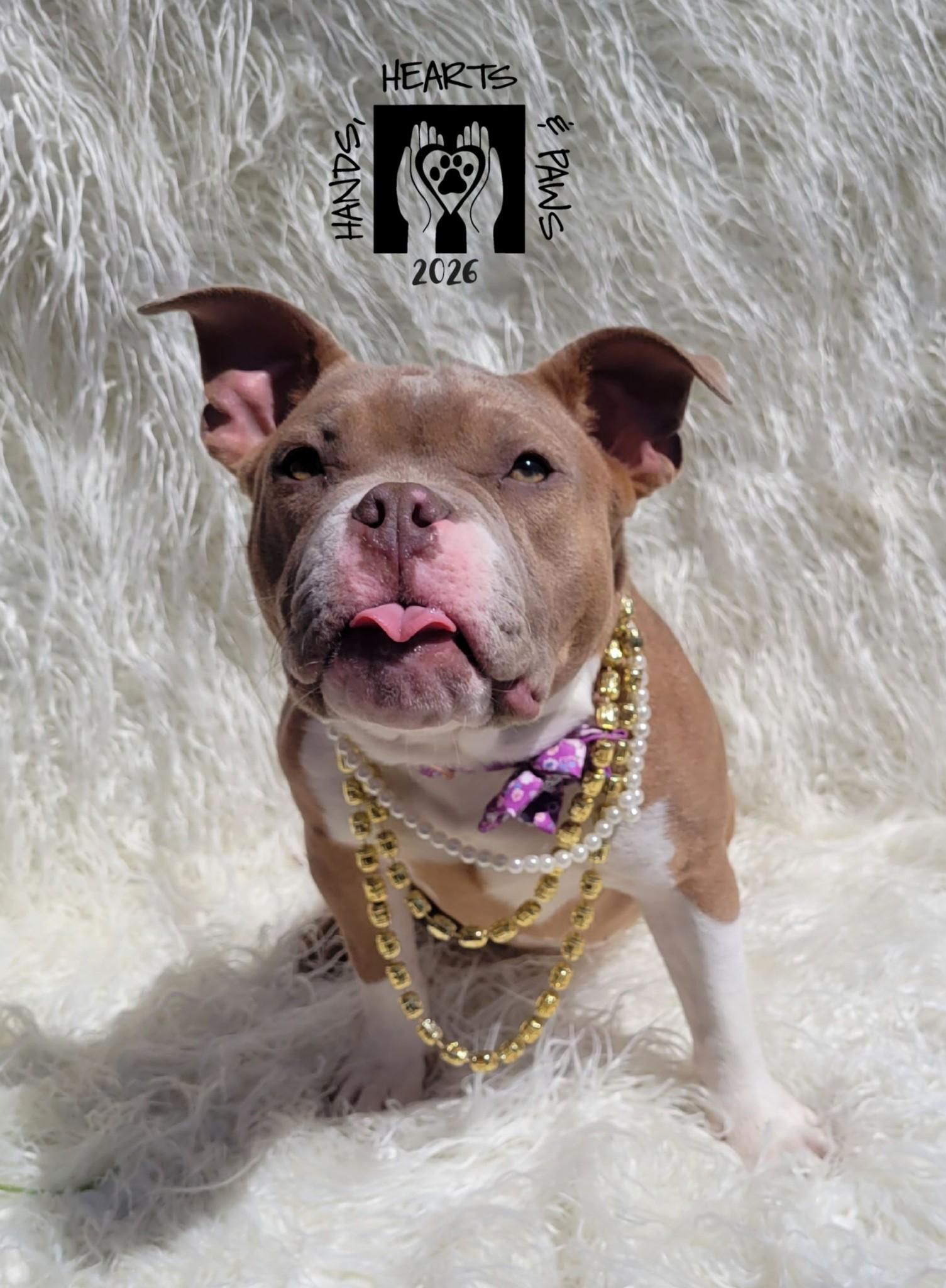 Enlarge Miss Piggy, a Adoptable mixed breed in Omaha, NE image 4/5