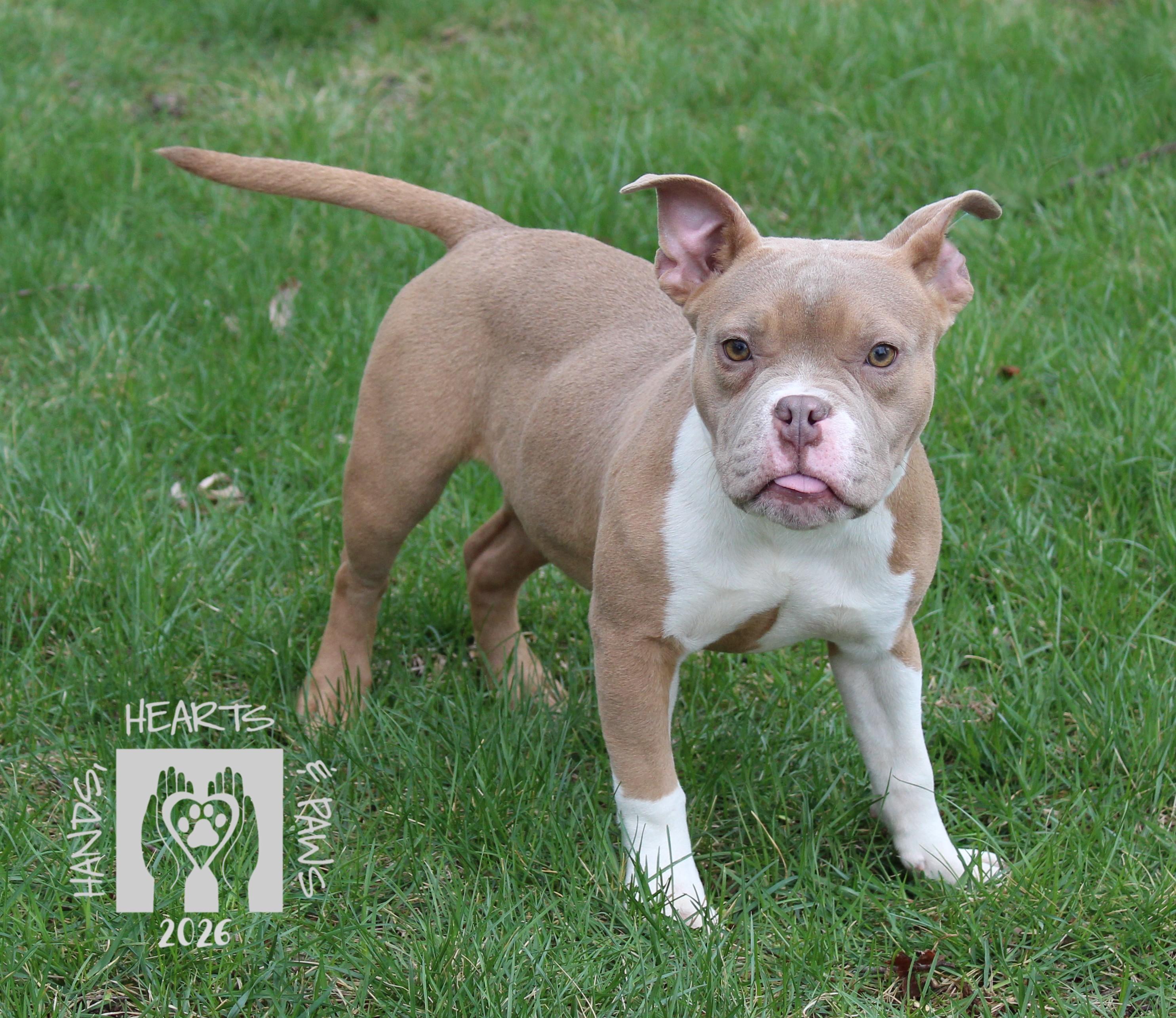 Enlarge Miss Piggy, a Adoptable mixed breed in Omaha, NE image 3/5