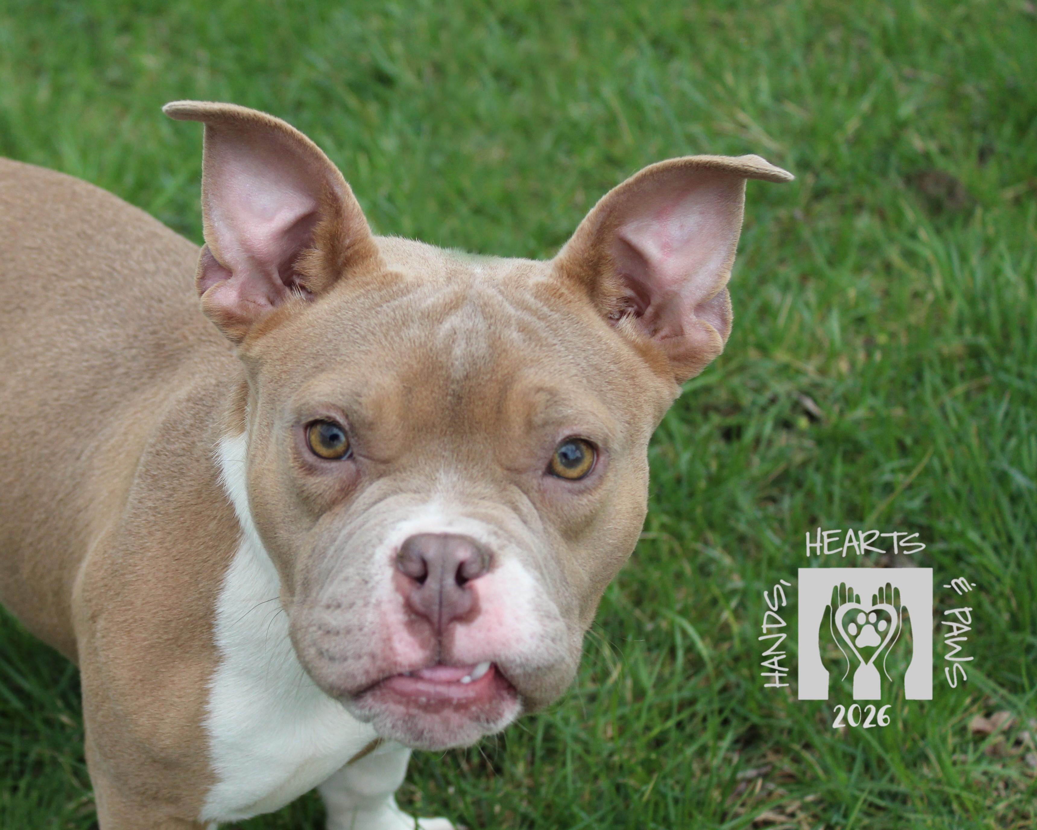 Enlarge Miss Piggy, a Adoptable mixed breed in Omaha, NE image 2/5