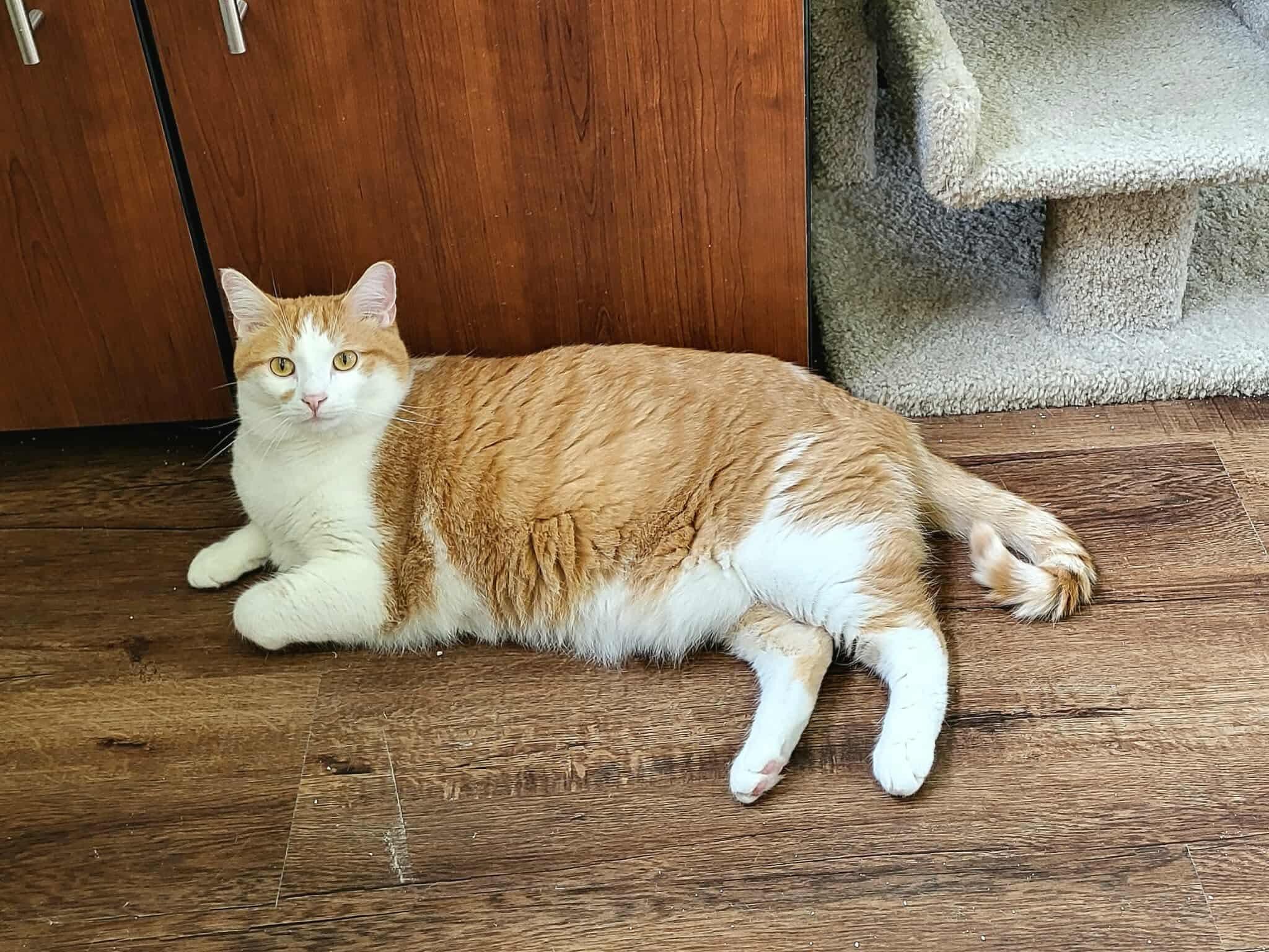 Flash, Adopted, Adult Male Domestic Short Hair.