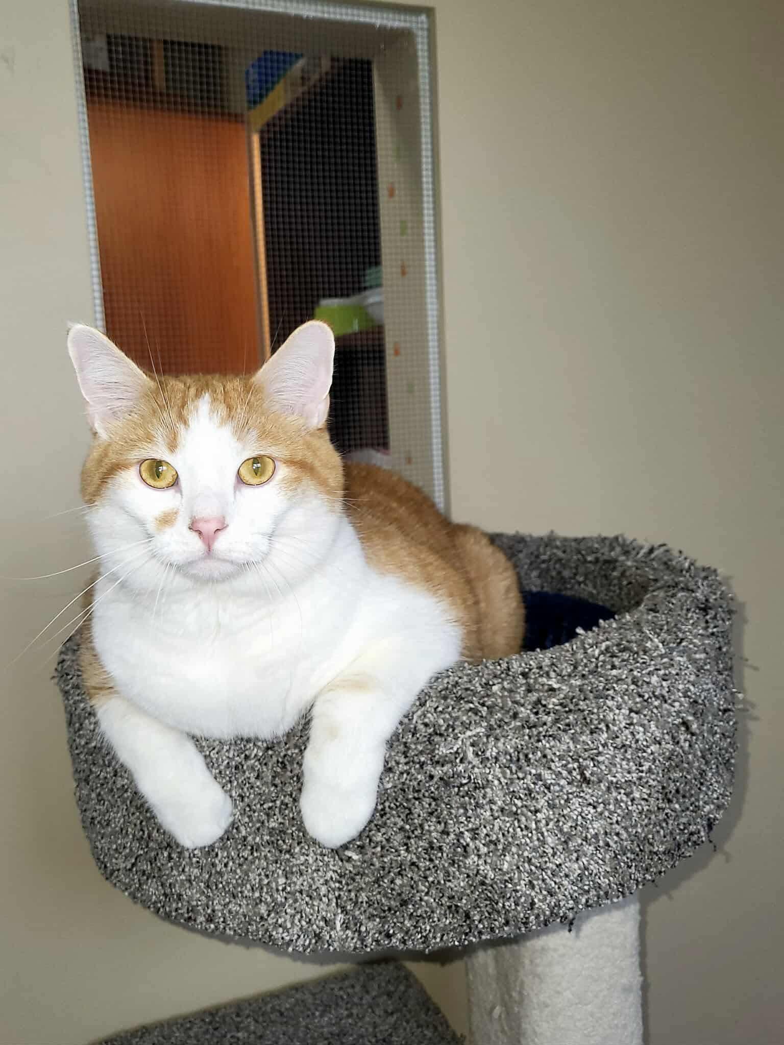 Enlarge Flash, a Adopted Domestic Short Hair in Green Bay, WI image 2/2