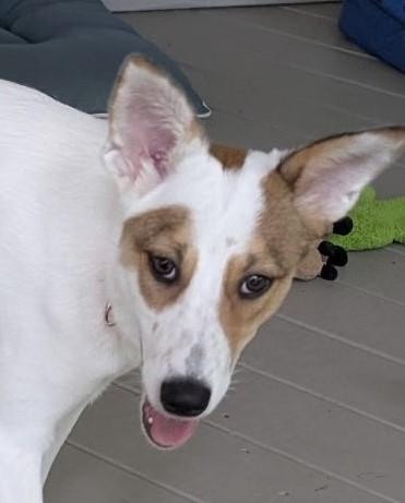 RUBY, an adoptable mixed breed in fort worth, TX image 1/5