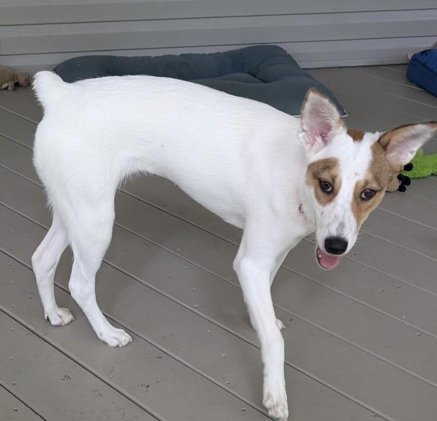 RUBY, an adoptable mixed breed in fort worth, TX image 5/5