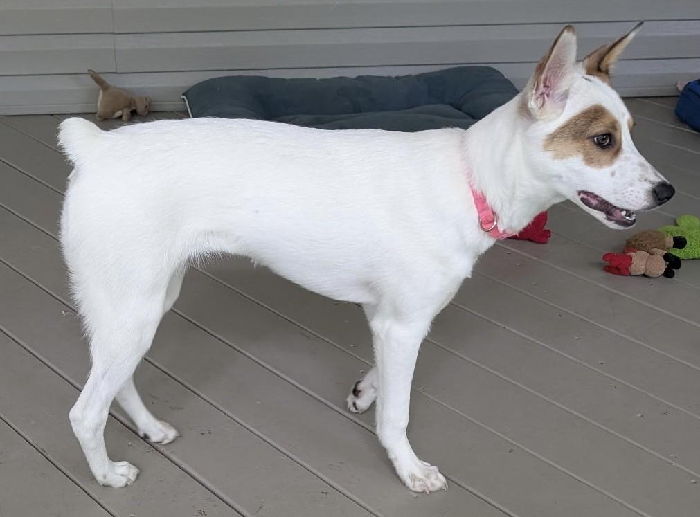 RUBY, an adoptable mixed breed in fort worth, TX image 4/5