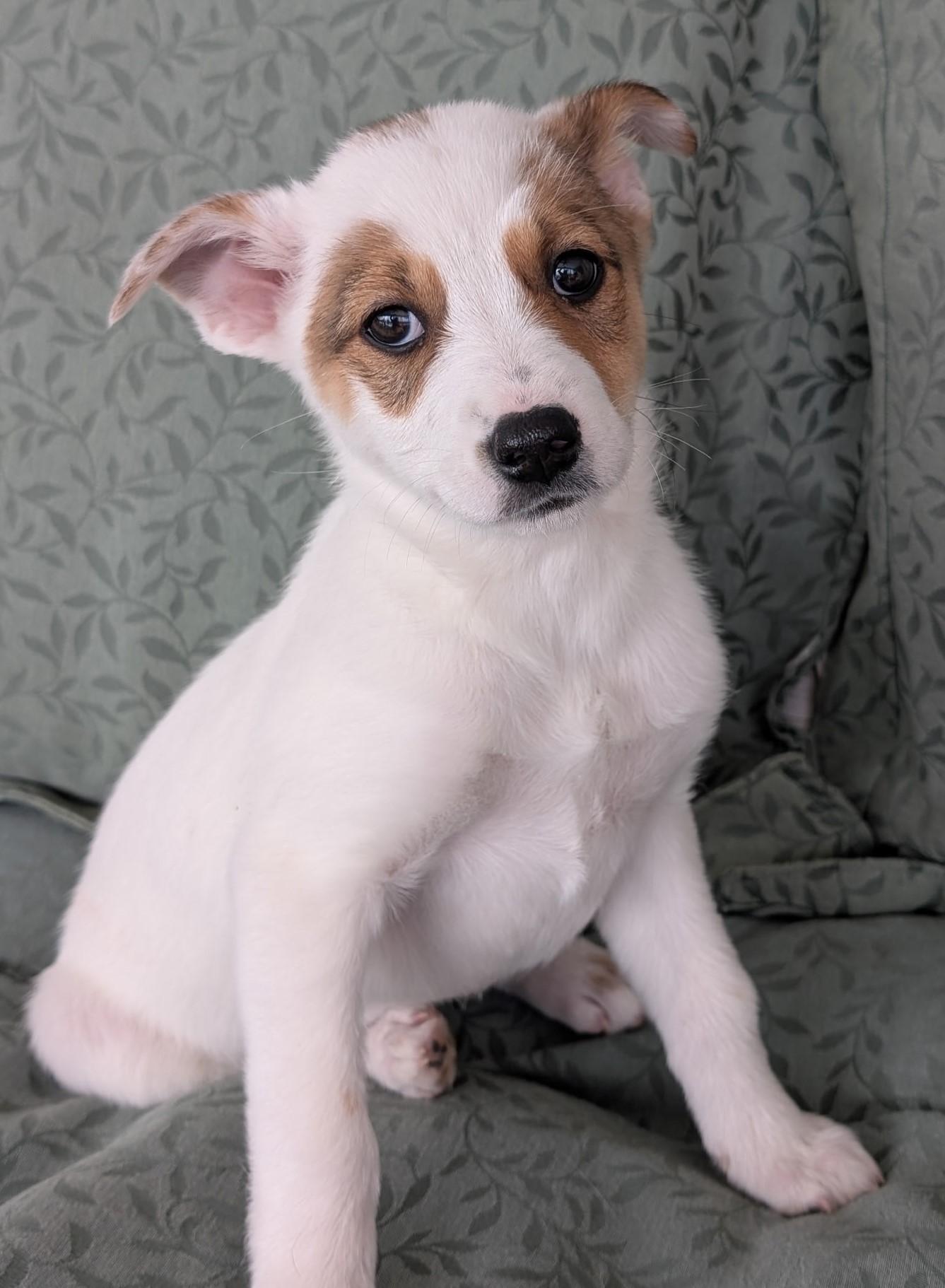 Enlarge RUBY, a ADOPTABLE mixed breed in fort worth, TX image 2/2